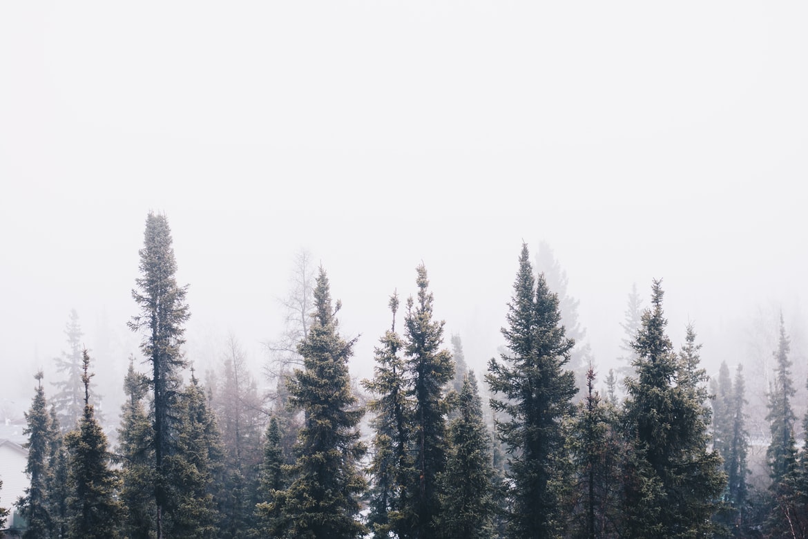 trees