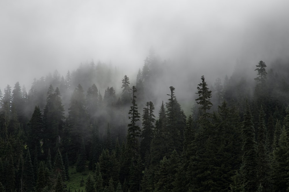 trees
