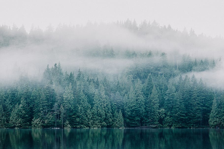 trees